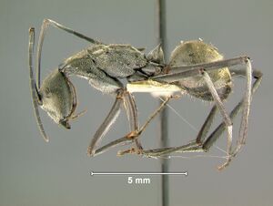 Polyrhachis-philippinensisL.jpg