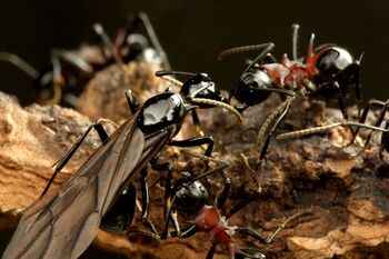 Polyrhachis lamellidens alate queen, workers, Taku Shimada.jpg