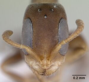 Pseudomyrmex elongatus casent0173750 head 1.jpg