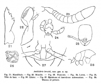 Santschi 1936 Anillidris bruchi fig 21-28.jpg