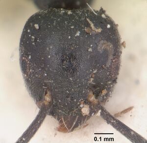 Technomyrmex albipes casent0102952 head 1.jpg