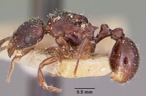 Tetramorium schaufussii casent0101925 profile 1.jpg