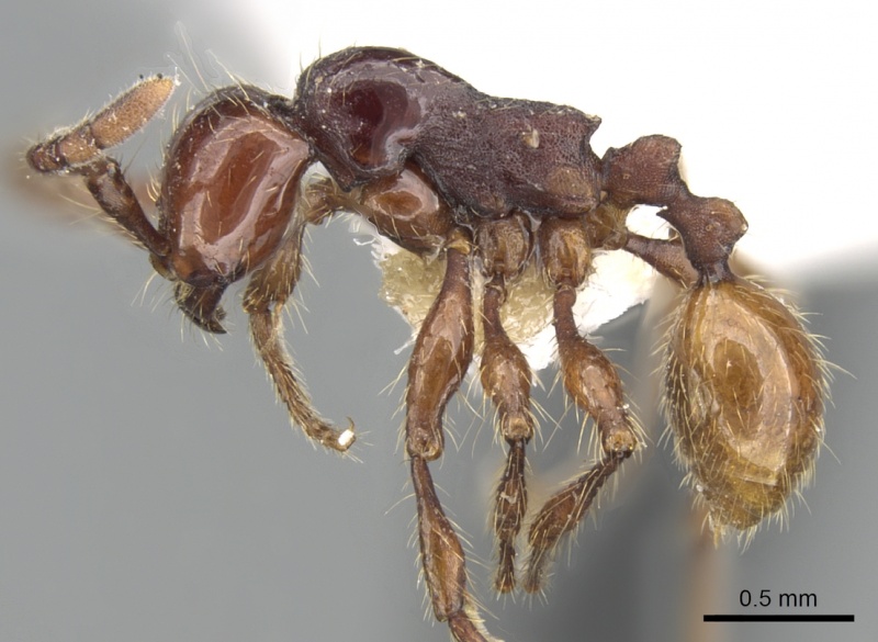 File:Aenictus nganduensis casent0281957 p 1 high.jpg