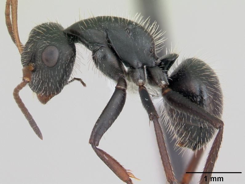 File:Camponotus cameranoi casent0173400 profile 1.jpg
