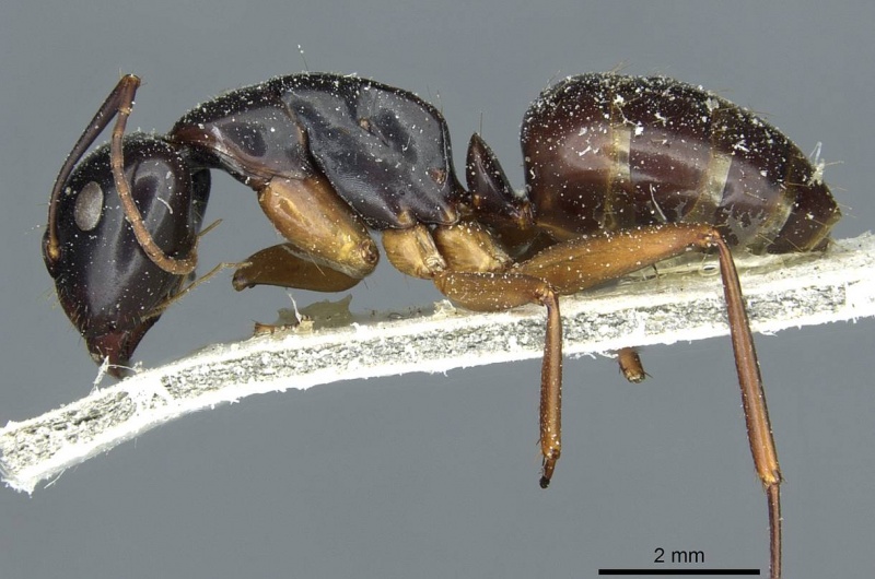 File:Camponotus kiusiuensis casent0911870 p 1 high.jpg