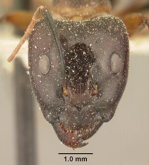 Camponotus maculatus casent0101109 head 1.jpg