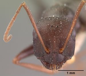 Cataglyphis cursor creticus casent0102116 head 1.jpg