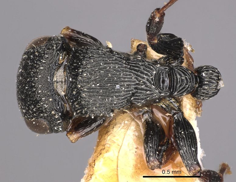 File:Cataulacus adpressus D casent0900267.jpg