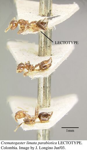 Crematogaster carinata jtl056039 p 3 high.jpg