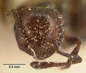 Crematogaster degeeri casent0101172 head 1.jpg