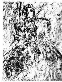 Elaeomyrmex gracilis Obverse of holotype (queen)