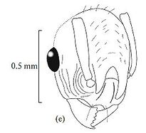 Fallomyrma marginata F1 e.jpg