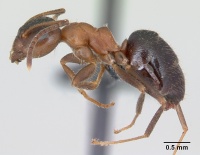 Lasius emarginatus casent0172762 profile 1.jpg