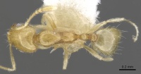 Monomorium rastractum casent0902253 d 1 high.jpg