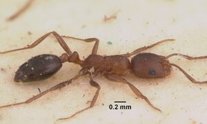 Monomorium subopacum casent0010949 profile 1.jpg