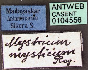Mystrium mysticum casent0104556 label 1.jpg