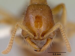 Onychomyrmex mjobergi casent0172296 head 1.jpg