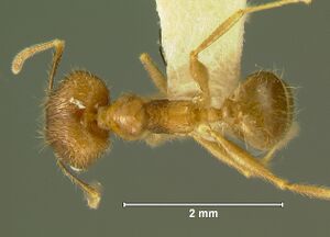 Pheidole-fervensD3.2.jpg