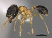 Pheidole balatro CASENT0635416 p.jpg