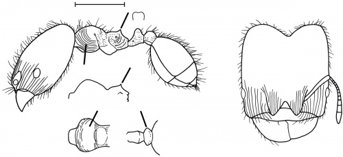 Pheidole gilvescens Wilson 2003.jpg