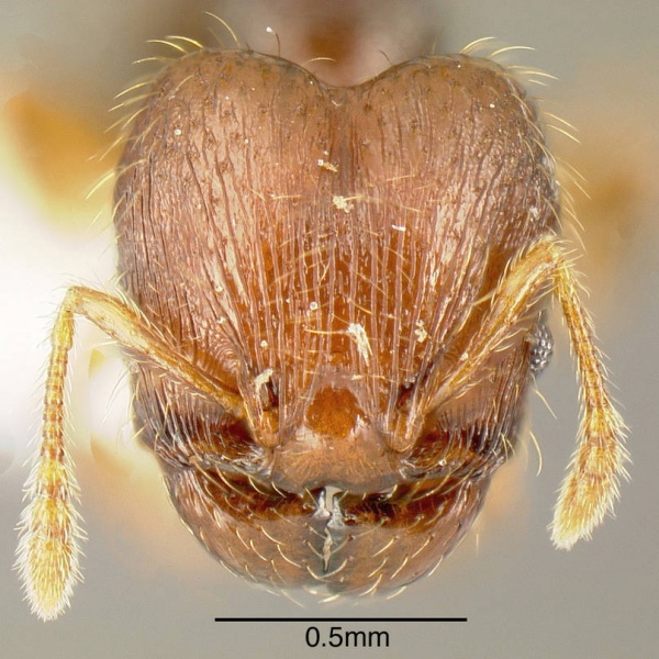 File:Pheidole specularis inb0003659292 h 1 high.jpg