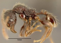 Pheidole traini mekou221454 p 1 high.jpg