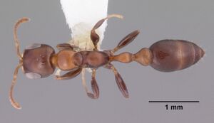 Pseudomyrmex ejectus casent0102683 dorsal 1.jpg