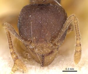 Rhoptromyrmex opacus casent0914275 h 1 high.jpg