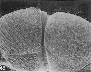 Rhytidoponera-arborea-SEM-G.jpg