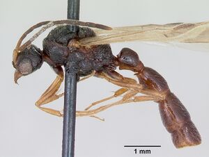 Sphinctomyrmex furcatus casent0173057 profile 1.jpg