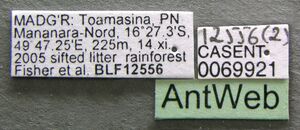 Strumigenys admixta casent0069921 label 1.jpg