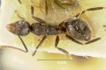 Technomyrmex-wheeleriD3.2.jpg