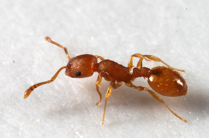 Temnothorax ambiguus - AntWiki