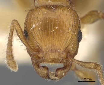 Key to Tetramorium of India - AntWiki