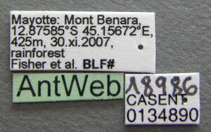 Tetramorium kelleri casent0134890 label 1.jpg