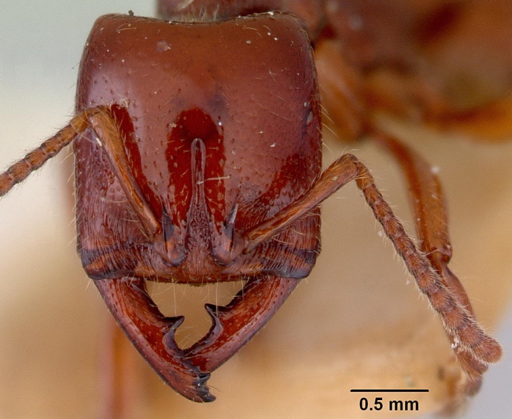 File:Amblyopone michaelseni head ANIC32 016375 CAS0172208-Antwiki.jpg