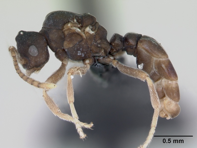 File:Anergates atratulus casent0173077 profile 1.jpg