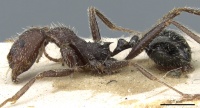 Aphaenogaster campana casent0904161 p 1 high.jpg