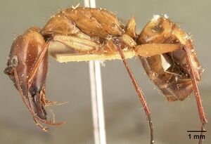 Camponotus cervicalis casent0101704 profile 1.jpg