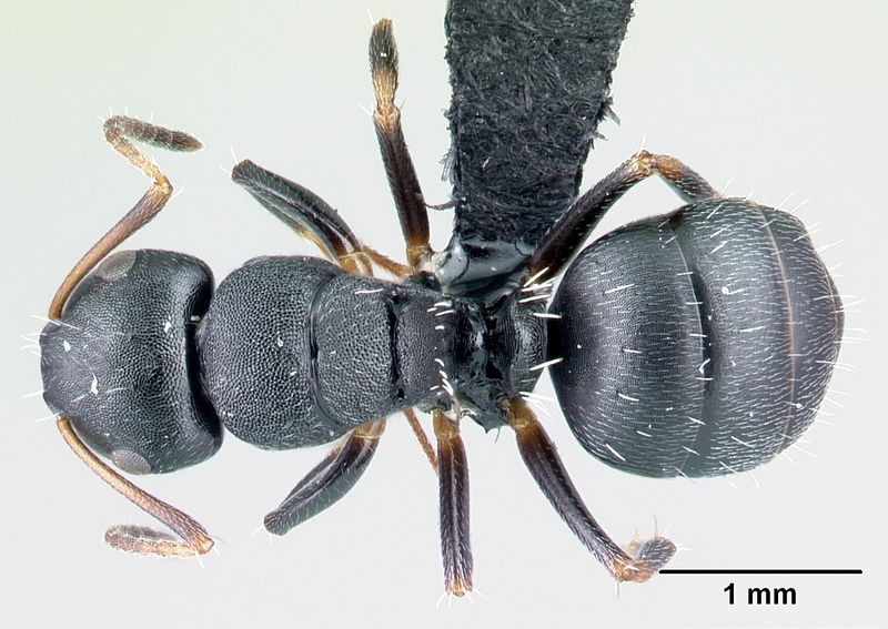 File:Camponotus galoko casent0077691 d 1 high.jpg