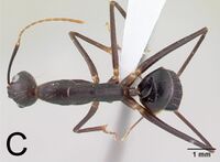 Camponotus lokobe 65c.jpg