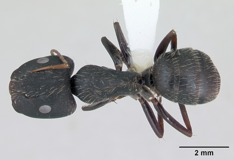 File:Camponotus westermanni casent0173460 dorsal 1.jpg