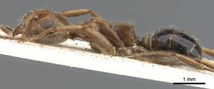 Dolichoderus diversus casent0902957 p 1 high.jpg