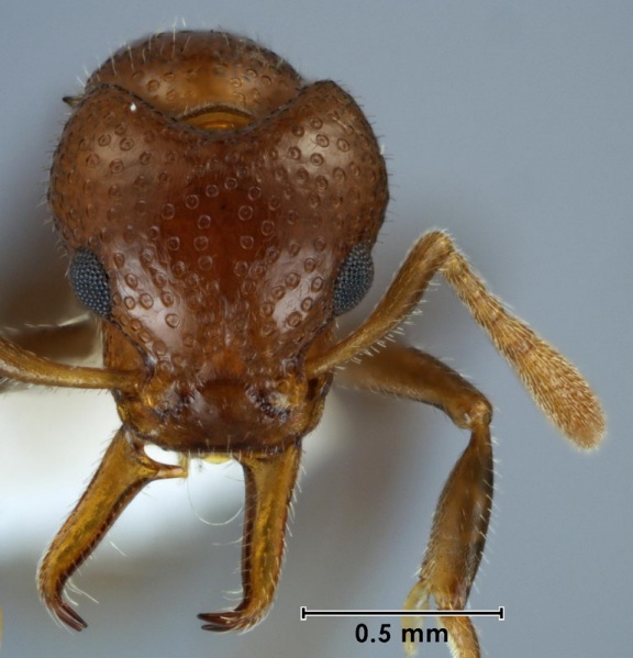 File:Epopostruma monstrosa ANIC32-003700 head 50-AntWiki.jpg