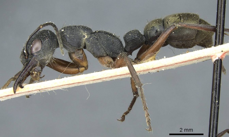 File:Myrmecia fulvipes casent0912437 p 1 high.jpg