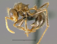 Myrmicaria-brunnea subcarinataL2.5.jpg