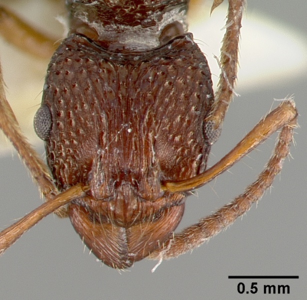 File:Rhytidoponera inops castype06975 head 1.jpg