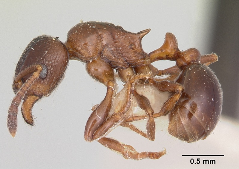 File:Tetramorium bessonii casent0101277 profile 1.jpg