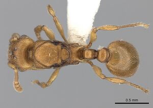 Tetramorium rumo casent0189102 d 1 high.jpg