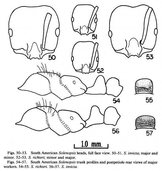 File:Trager 1991 Figure 50-57.jpg